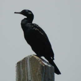 Indian cormorant (Phalacrocorax fuscicollis)