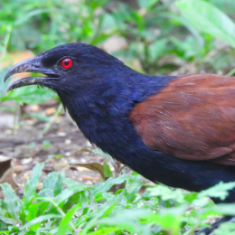 Greater coucal (Centropus sinensis sinensis)