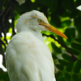Eastern cattle egret (Ardea coromanda)