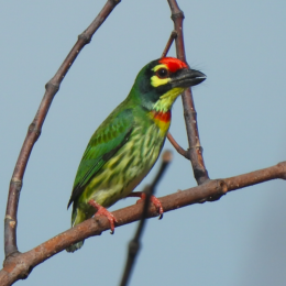 Coppersmith barbet (Psilopogon haemacephalus)