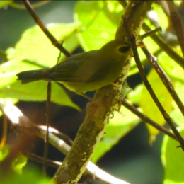Mountain blackeye (Zosterops emiliae)