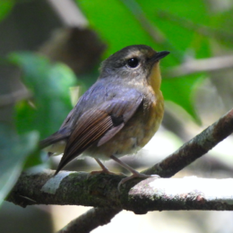 Snowy-browed flycatcher (Ficedula hyperythra)