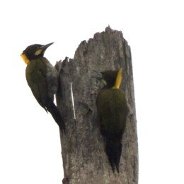 Greater yellownape (Chrysophlegma flavinucha)