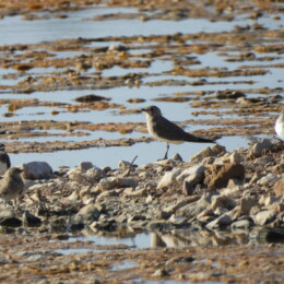 Collared pratincole (Glareola pratincola) juvenile, common ringed plover (Charadrius hiaticula) and common greenshank (Tringa nebularia)