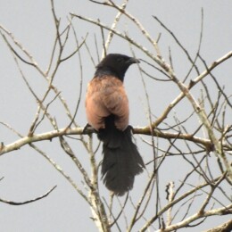 Lesser coucal (Centropus bengalensis)