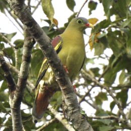 Thick-billed green pigeon (Treron curvirostra)