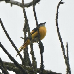 Gray-chinned minivet (Pericrocotus solaris)
