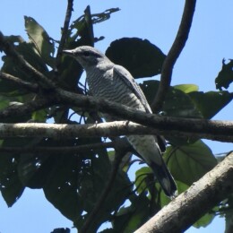 Indochinese cuckooshrike (Lalage polioptera)