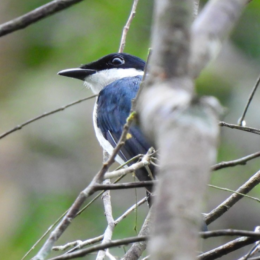 Black-winged flycatcher-shrike (Hemipus hirundinaceus)