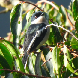 Bar-winged flycatcher-shrike (Hemipus picatus)