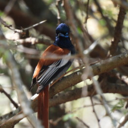 African paradise flycatcher (Terpsiphone viridis) male
