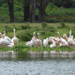 Great white pelican (Pelecanus onocrotalus)
