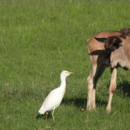 Western cattle egret (Ardea ibis) and blue wildebeest (Connochaetes taurinus)