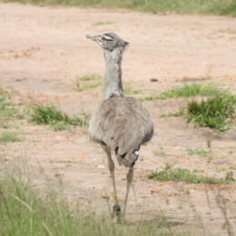 Kori bustard (Ardeotis kori)