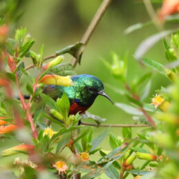 Northern double-collared sunbird (Cinnyris reichenowi) male