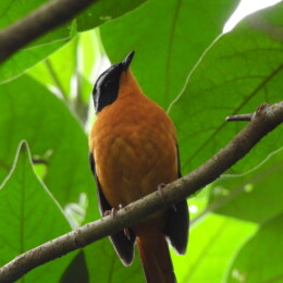 Rüppell’s robin-chat (Cossypha semirufa)
