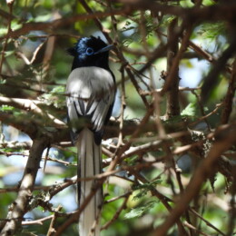 African paradise flycatcher (Terpsiphone viridis) male