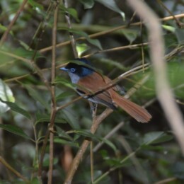 Mascarene paradise flycatcher (Terpsiphone bourbonnensis) male