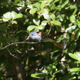 Mascarene paradise flycatcher (Terpsiphone bourbonnensis) female