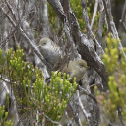 Reunion gray white-eye (Zosterops borbonicus)