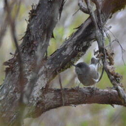 Reunion gray white-eye (Zosterops borbonicus)