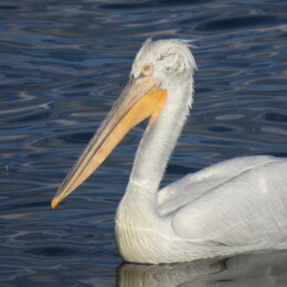 Dalmatian pelican (Pelecanus crispus)