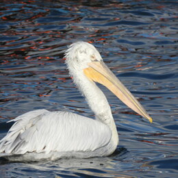 Dalmatian pelican (Pelecanus crispus)