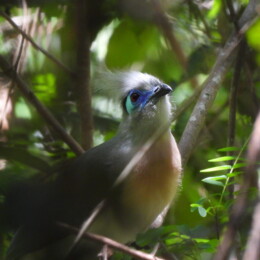 Crested coua (Coua cristata)