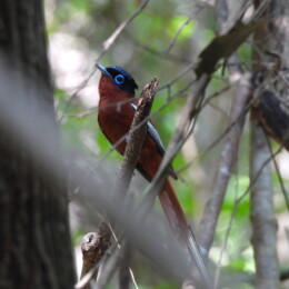 Malagasy paradise flycatcher (Terpsiphone mutata) male