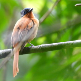 Malagasy paradise flycatcher (Terpsiphone mutata) female