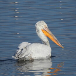 Dalmatian pelican (Pelecanus crispus)