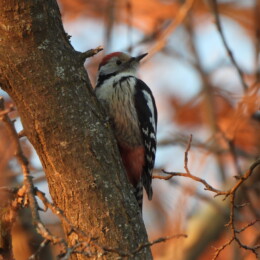 Middle spotted woodpecker (Dendrocoptes medius)