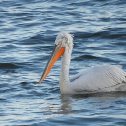 Dalmatian pelican (Pelecanus crispus)