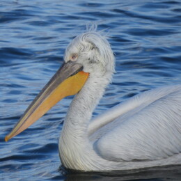 Dalmatian pelican (Pelecanus crispus)