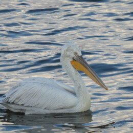 Dalmatian pelican (Pelecanus crispus)