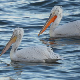 Dalmatian pelican (Pelecanus crispus)