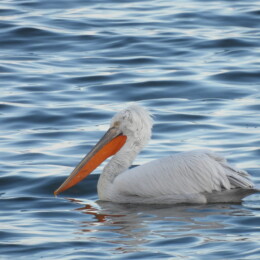 Dalmatian pelican (Pelecanus crispus)