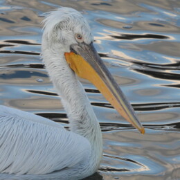 Dalmatian pelican (Pelecanus crispus)