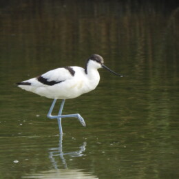 Pied avocet (Recurvirostra avosetta)