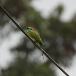 Asian green bee-eater (Merops orientalis)