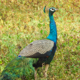 Indian peafowl (Pavo cristatus) male