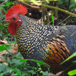 Gray junglecock (Gallus sonneratii) male