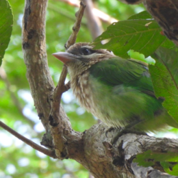 White-cheeked barbet (Psilopogon viridis)
