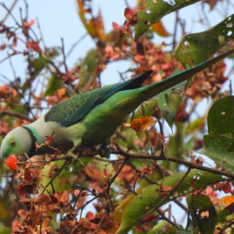 Blue-winged parakeet (Psittacula columboides) male