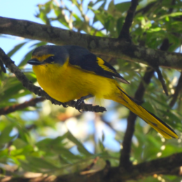 Scarlet minivet (Pericrocotus flammeus flammeus)