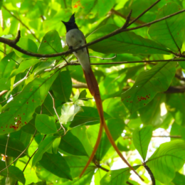 Indian paradise flycatcher (Terpsiphone paradisi)