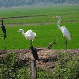 Great egret (Ardea alba) and medium egret (Ardea intermedia) with cormorants