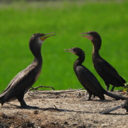 Indian cormorant (Phalacrocorax fuscicollis) and little cormorant (Microcarbo niger)