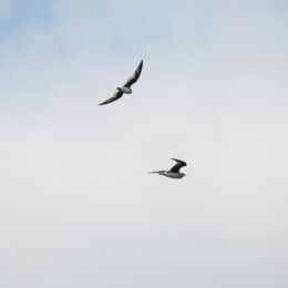 Small pratincole (Glareola lactea)
