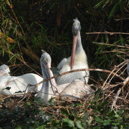 Spot-billed pelican (Pelecanus philippensis)